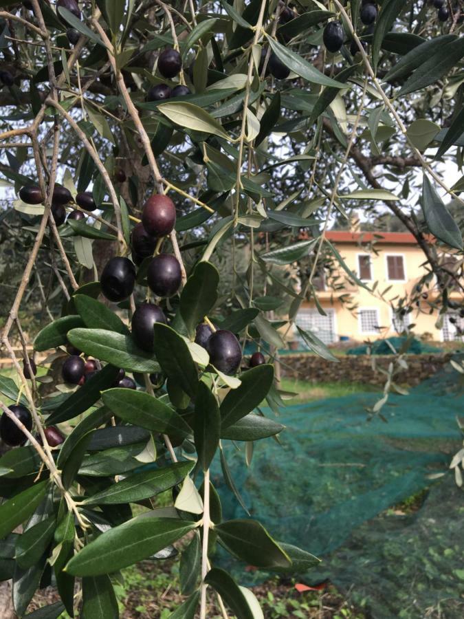 Agriturismo Oltrealmare Civezza 외부 사진